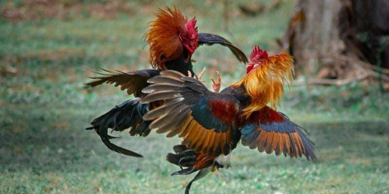 Lý do cược thủ nên tham gia giả trí tại đá gà Nohu