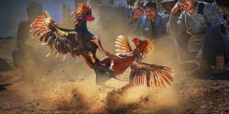 Top tựa game hot nhất tại đá gà Nohu cùng các hình thức cược phổ biến