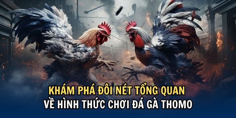 Các kiểu đá gà Thomo Nohu được ưa chuộng nhất hiện nay
