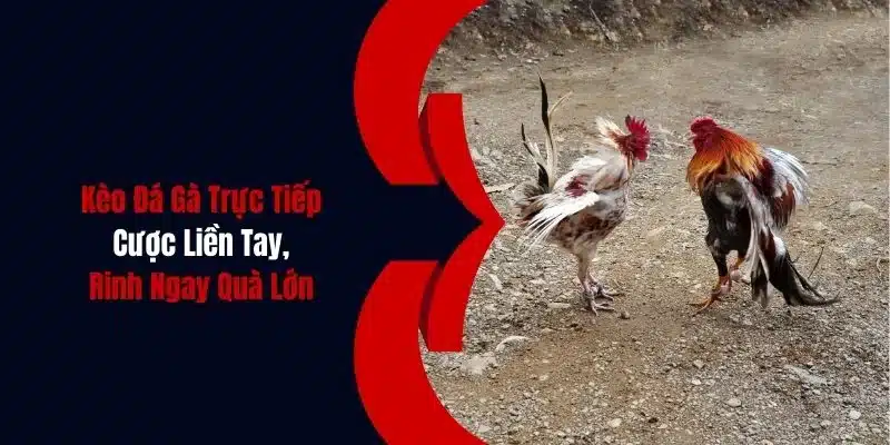 Các loại hình đá gà cựa sắt thu hút đông đảo người chơi tại Nohu