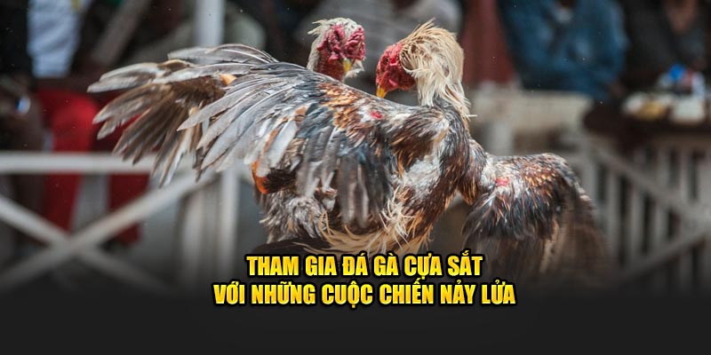 Một số điểm hấp dẫn của đá gà cựa sắt tại nhà cái Nohu
