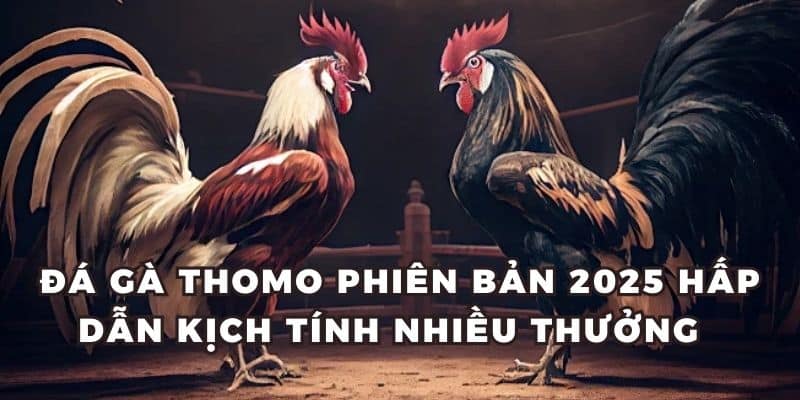 Thế mạnh đặc biệt của đá gà Thomo chỉ có tại Nohu