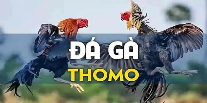 Tìm hiểu đá gà Thomo tại sân chơi đẳng cấp quốc tế Nohu