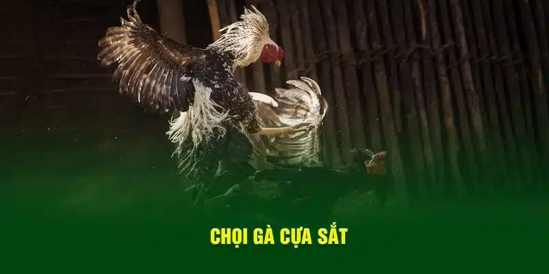 Tổng quan về sảnh đá gà cựa sắt tại Nohu