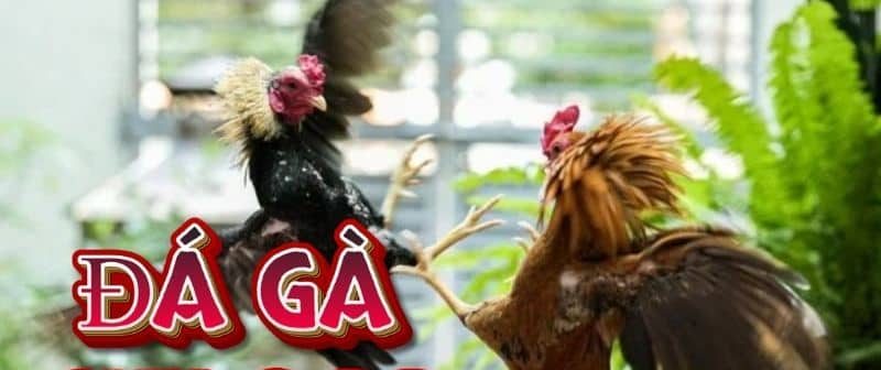 Đá gà truyền thống