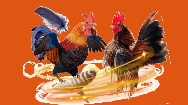 Xem đá gà trực tiếp mát nhãn ngay tại trang chủ nohu